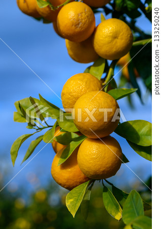 Bright citrus fruits hang from a lush branch under a clear blue sky in a vibrant orchard Bright citrus fruits hang from a lush branch under a clear blue sky in a vibrant orchard 133250240