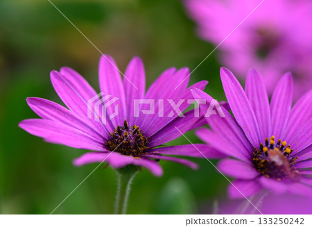 Delicate purple flowers bloom in the lush garden, showcasing nature's vibrant beauty during the warm afternoon 133250242
