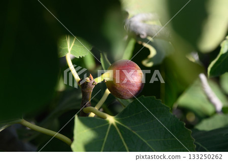 Fresh fig ripening amidst verdant leaves in a sunlit garden during late summer harvesting. Generative AI 133250262