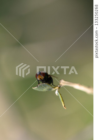Colorful insect perched delicately on a leaf in a serene natural setting under soft sunlight Colorful insect perched delicately on a leaf in a serene natural setting under soft sunlight 133250268