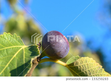 Ripening fig basking in sunlight surrounded by lush green leaves on a clear day. Generative AI Ripening fig basking in sunlight surrounded by lush green leaves on a clear day. Generative AI 133250283