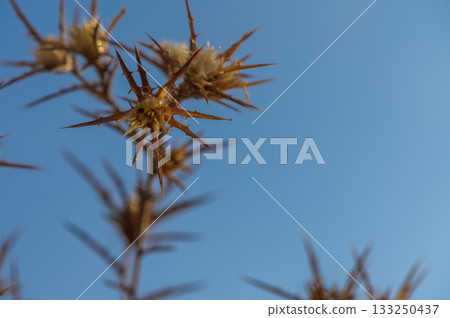 Delicate spines of wild thistle basking under a clear blue sky at golden hour. 133250437