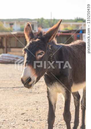 A curious donkey explores the rustic farmyard at sunset, capturing the charm of rural life. 133250439