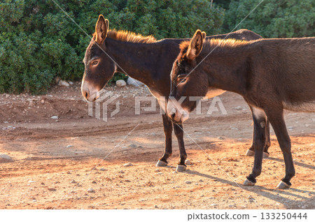 Curious donkeys exploring a sunlit trail in the countryside during late afternoon. 133250444