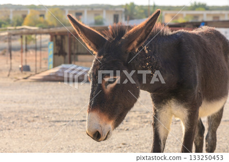 A curious donkey explores a sunlit rural landscape in the early morning hours. A curious donkey explores a sunlit rural landscape in the early morning hours. 133250453