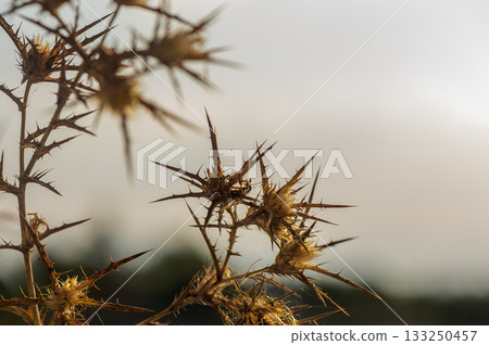 Thorny branches stretch toward the evening sky in a serene, natural landscape at dusk. 133250457