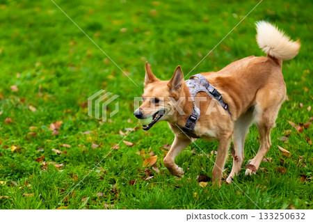 Happy dog with harness running on green grass outdoors 133250632