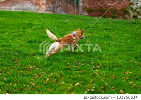 Energetic dog running on green grass in park 133250634