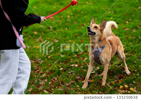 Caucasian female adult playing fetch with happy dog in park 133250638