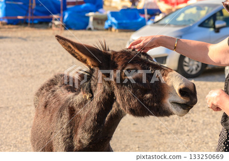 A curious donkey interacts with a gentle visitor at a bustling outdoor market in the afternoon sun. A curious donkey interacts with a gentle visitor at a bustling outdoor market in the afternoon sun. 133250669