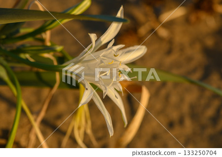 Delicate white flower blooms gracefully on sandy soil at sunset by the shoreline. Delicate white flower blooms gracefully on sandy soil at sunset by the shoreline. 133250704