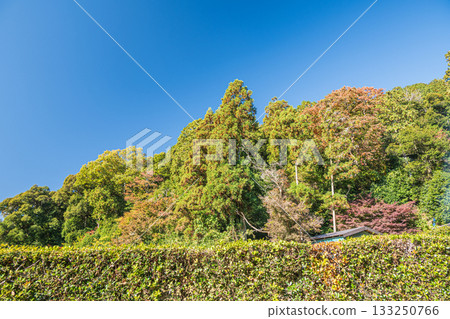 滋賀縣近江八幡市安土城遺址 滋賀縣近江八幡市安土城遺址 133250766