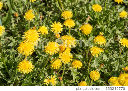 Vibrant yellow dandelions in bloom across lush green meadow on a sunny day 133250770