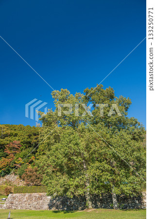 Azuchi Castle Ruins, Omihachiman City, Shiga Prefecture Azuchi Castle Ruins, Omihachiman City, Shiga Prefecture 133250771