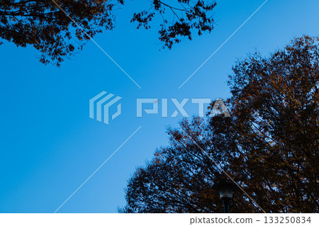 Winter blue sky and flight position 133250834