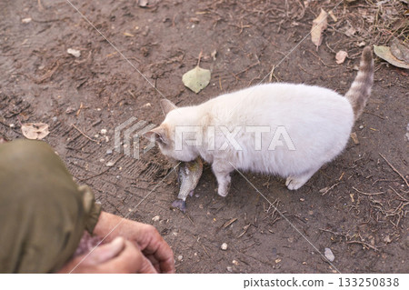 White cat with brown tail shows interest in fish near person on dirt ground 133250838