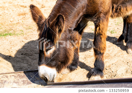 Brown Poitou donkey with long thick hair, close-up, zoo, wildlife Brown Poitou donkey with long thick hair, close-up, zoo, wildlife 133250959