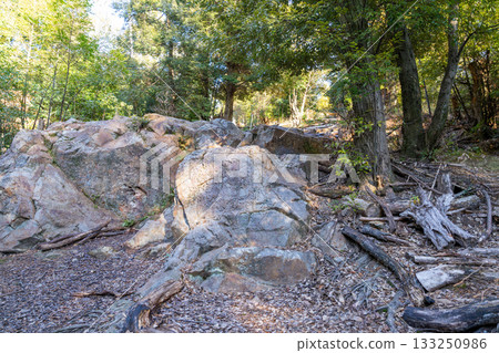 Winter in Futagaoka, rocks and forests, Ukyo Ward, Kyoto City, Kyoto Prefecture 133250986