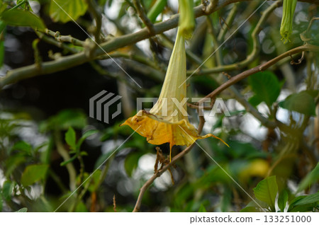 Unveiling the beauty of a yellow trumpet flower swaying in the gentle breeze at sunset Unveiling the beauty of a yellow trumpet flower swaying in the gentle breeze at sunset 133251000