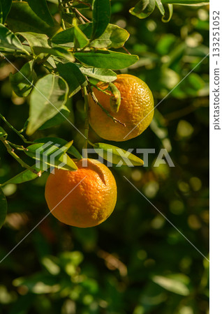 Ripening citrus fruits hang gracefully from vibrant green branches in a sunlit orchard during late afternoon 133251052