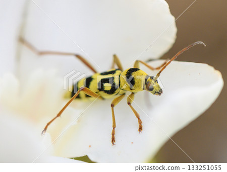 Macro photo of a yellow longhorn beetle with distinctive black spots, perched on a twig in Cyprus. Macro photo of a yellow longhorn beetle with distinctive black spots, perched on a twig in Cyprus. 133251055