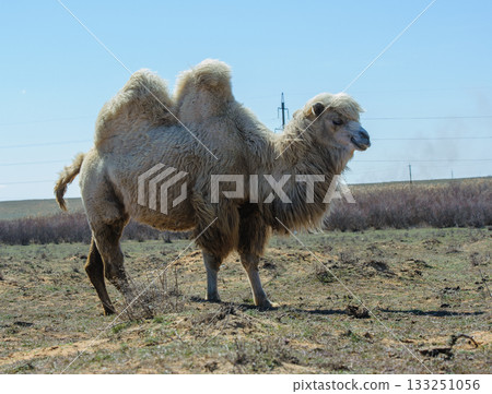 Portrait of a camel standing still in the sun-drenched steppe of southern Russia. Portrait of a camel standing still in the sun-drenched steppe of southern Russia. 133251056
