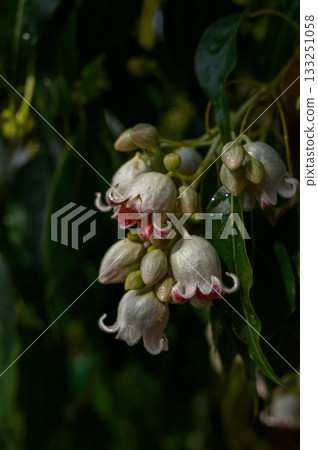 Brachychiton populneus tree with green foliage 133251058