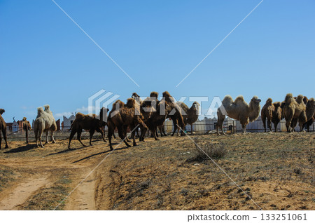 Camels grazing in Astrakhan dry landscape 133251061