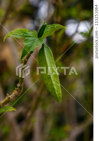 Leaves emerging from a slender branch in a lush garden during a sunny afternoon. 133251064