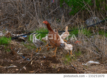 Chickens foraging in wild grass near a garbage-strewn area during the late afternoon light. 133251070