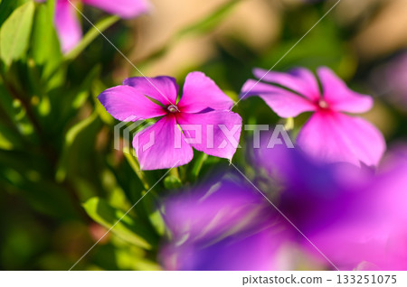 Blossoming pink flowers enjoy the warm sunlight in a vibrant garden during springtime. 133251075