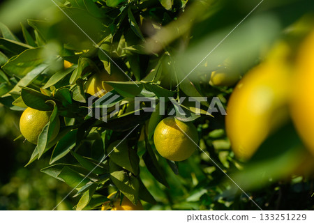 Lush citrus orchard bursting with vibrant fruit under golden sunlight in mid-autumn Lush citrus orchard bursting with vibrant fruit under golden sunlight in mid-autumn 133251229