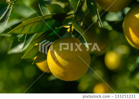 Lush citrus grove with ripening oranges soaking in warm sunlight during a tranquil afternoon 133251231