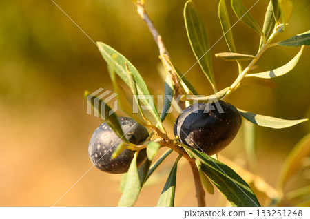 Harvesting ripe olives under the warm sun in a serene orchard landscape Harvesting ripe olives under the warm sun in a serene orchard landscape 133251248
