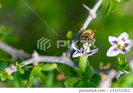 Busy bee collects nectar from delicate flowers in vibrant greenery 133251261