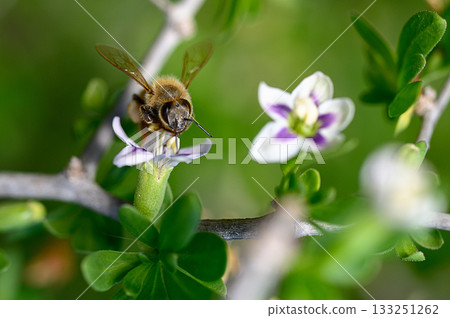 Buzzing bee collects nectar from delicate flowers in a vibrant spring garden 133251262