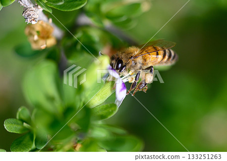 Delicate pollination by a honeybee on vibrant purple flowers in lush garden setting Delicate pollination by a honeybee on vibrant purple flowers in lush garden setting 133251263