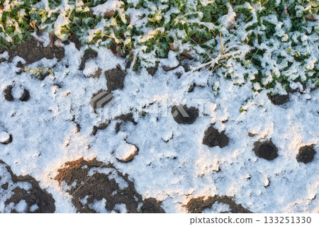 Winter landscape with snow-covered ground and green foliage in natural outdoor Winter landscape with snow-covered ground and green foliage in natural outdoor 133251330