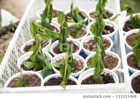 Frozen pepper seedlings in jars for planting in the ground. Frost in spring, close-up Frozen pepper seedlings in jars for planting in the ground. Frost in spring, close-up 133251406