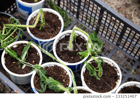Frozen tomato plant before planting in the ground in spring, spring time 133251407