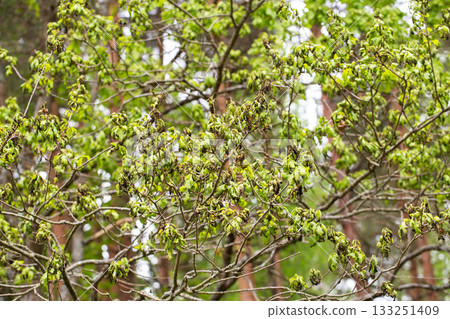 Frostbitten branches and leaves on an oak tree in the forest in spring, background 133251409