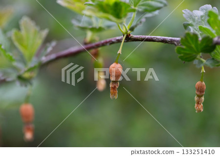 Brown rotten and frostbitten gooseberry berries on a bush branch in spring, close-up Brown rotten and frostbitten gooseberry berries on a bush branch in spring, close-up 133251410