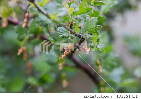 Brown rotten and frostbitten gooseberry berries on a bush branch in spring, close-up Brown rotten and frostbitten gooseberry berries on a bush branch in spring, close-up 133251411