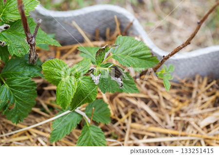 Frostbitten leaves and raspberry bushes spring, close-up Frostbitten leaves and raspberry bushes spring, close-up 133251415
