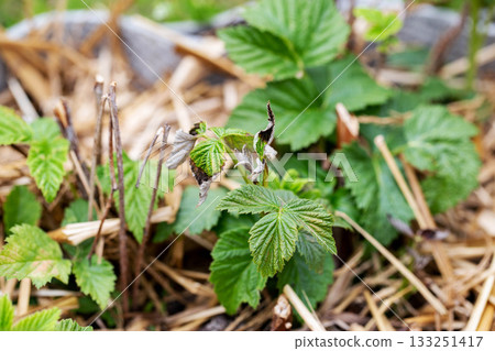Frostbitten leaves and raspberry bushes spring, close-up Frostbitten leaves and raspberry bushes spring, close-up 133251417