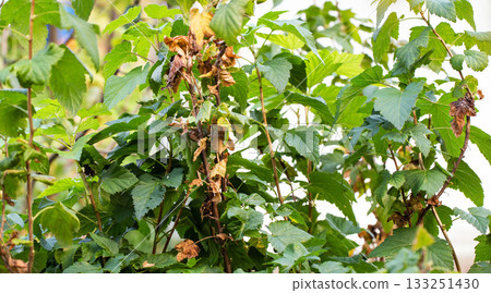 Dried leaves and branches on a currant bush due to fungal diseases such as rust and anthracnose, close-up Dried leaves and branches on a currant bush due to fungal diseases such as rust and anthracnose, close-up 133251430