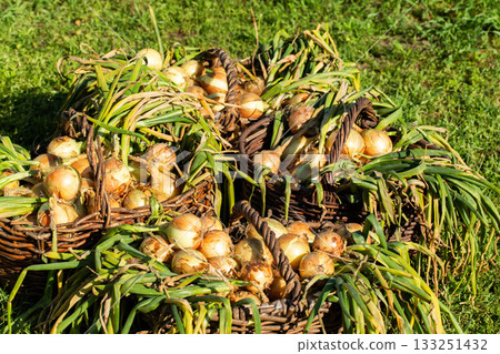 Onions in baskets at the dacha. Harvesting in autumn, close-up, background 133251432