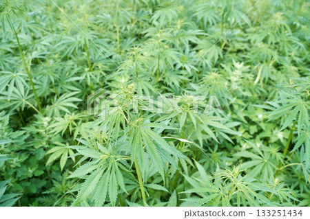 Lush green cannabis field with dense foliage under natural sunlight at a farm 133251434