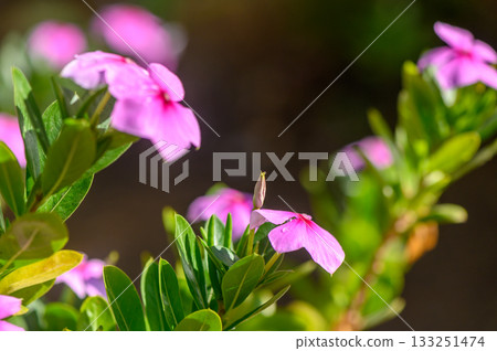 Delicate pink flowers blooming in a vibrant garden during a sunlit afternoon 133251474