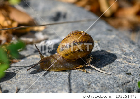 Snail slowly traverses a rocky surface in the gentle warmth of a sunny afternoon 133251475